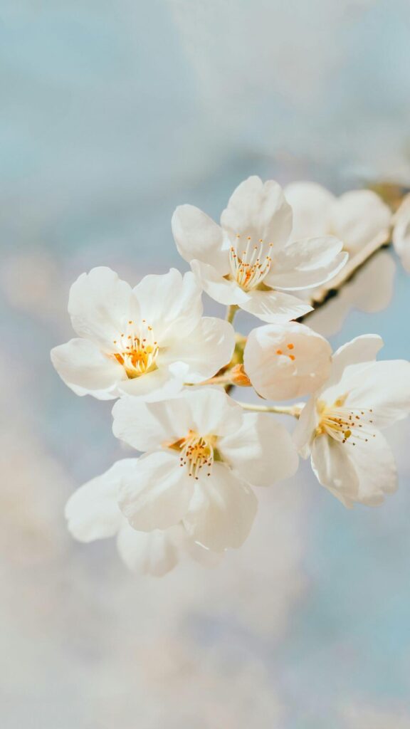 Spring wallpapers for iPhone cherry blossoms