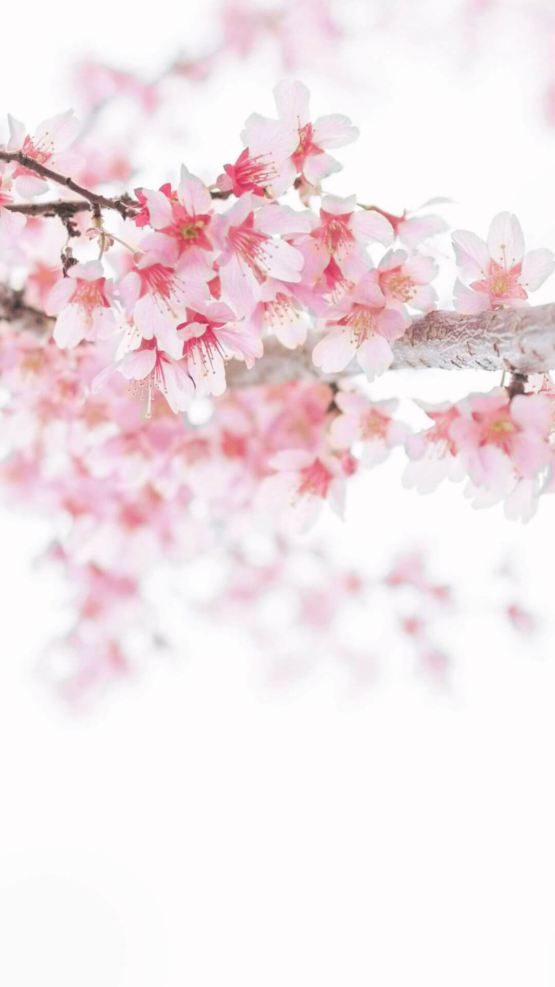 spring wallpapers for iphone