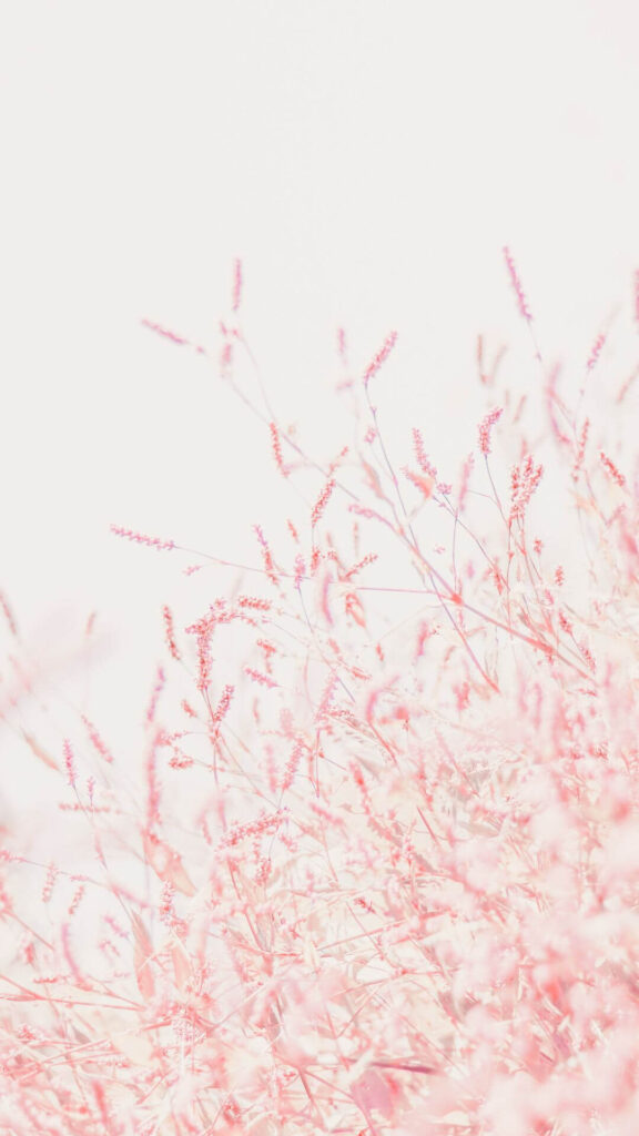 Spring phone backgrounds pastel pallete