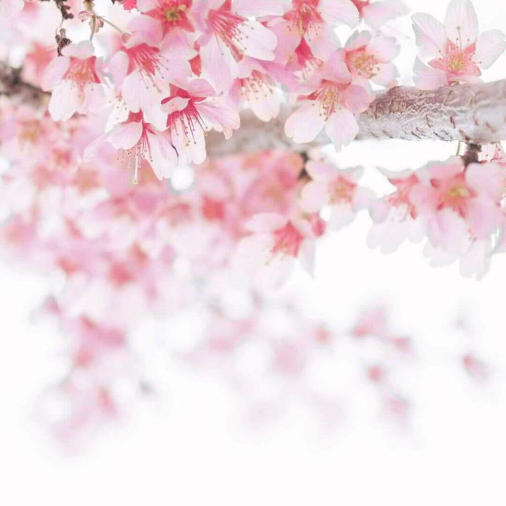 spring wallpapers for iphone
