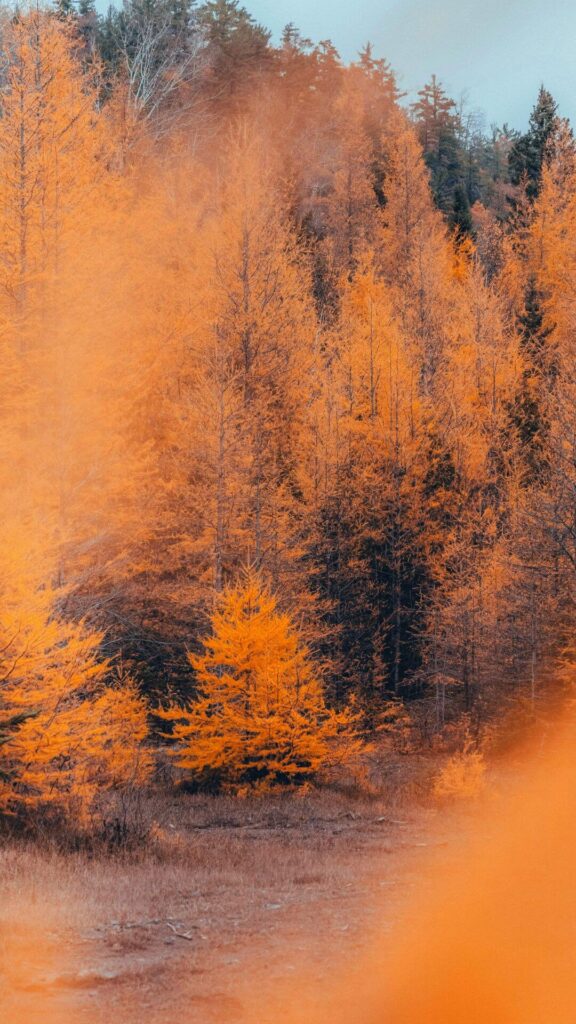 fall backgrounds for iPhone lock screen misty autumn forest
