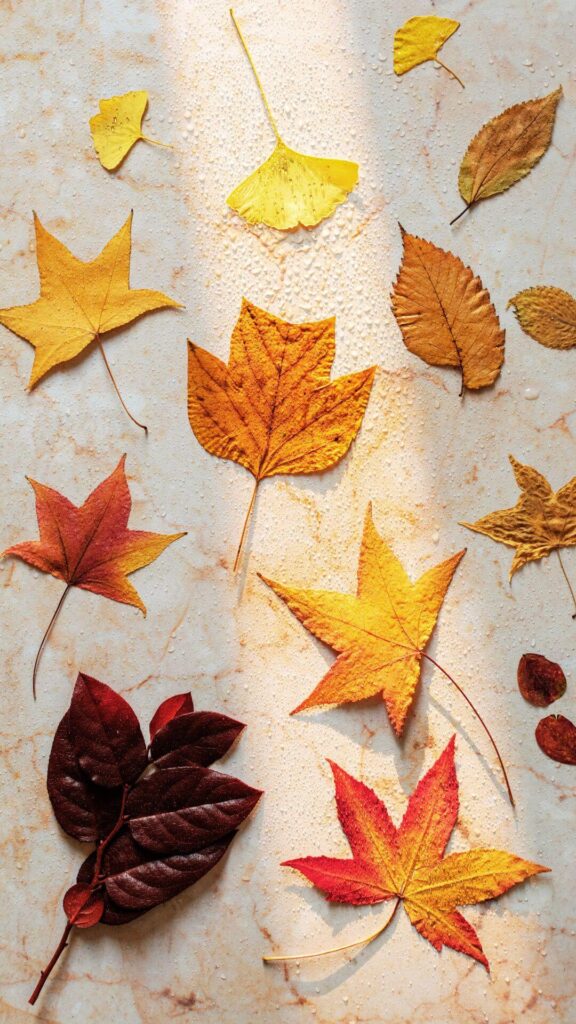 autumn wallpapers for iPhone fall foliage dry leaves