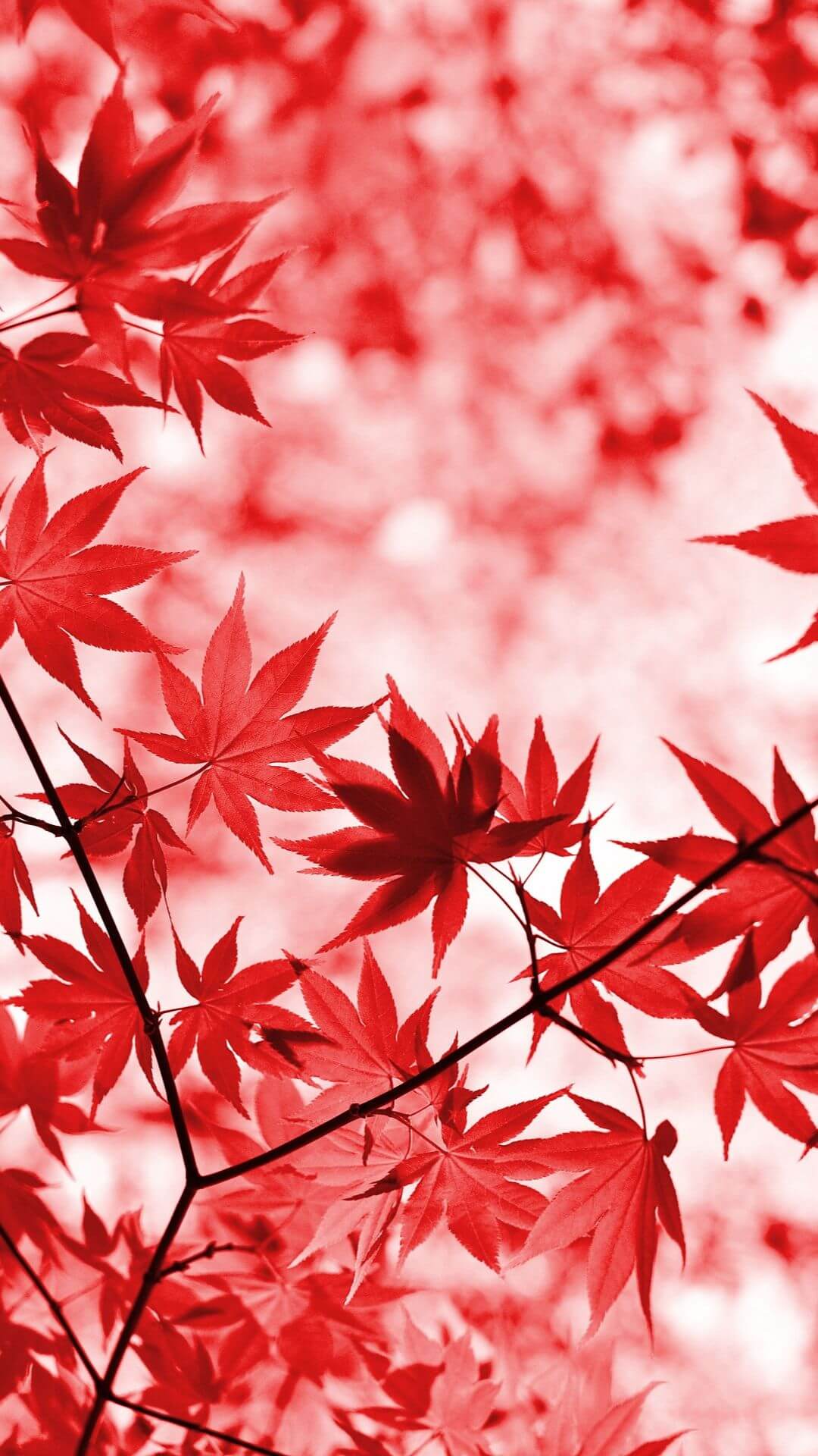 25 Autumn Wallpapers for iPhone to Embrace the Splendor of Fall