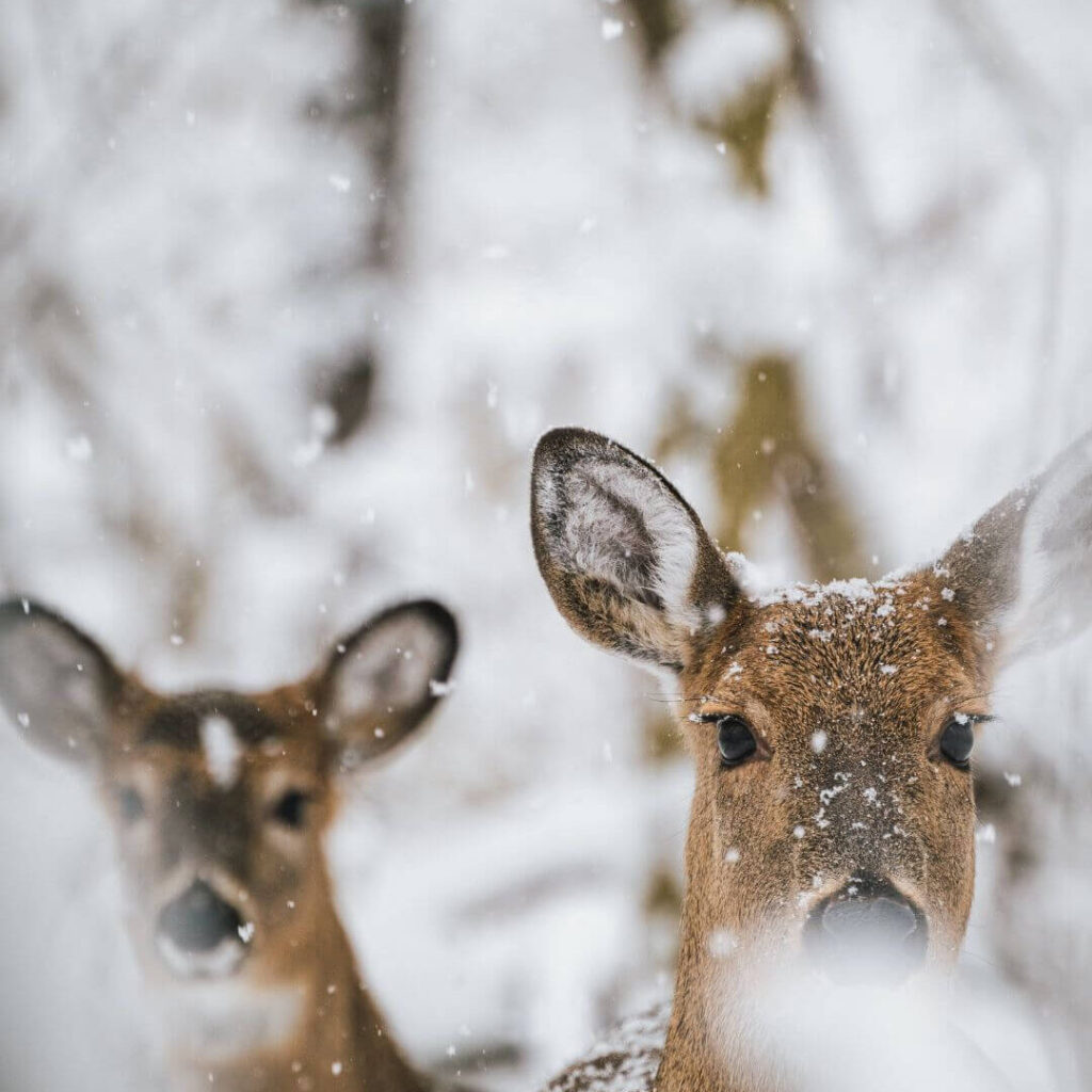 winter wallpapers for iPhone