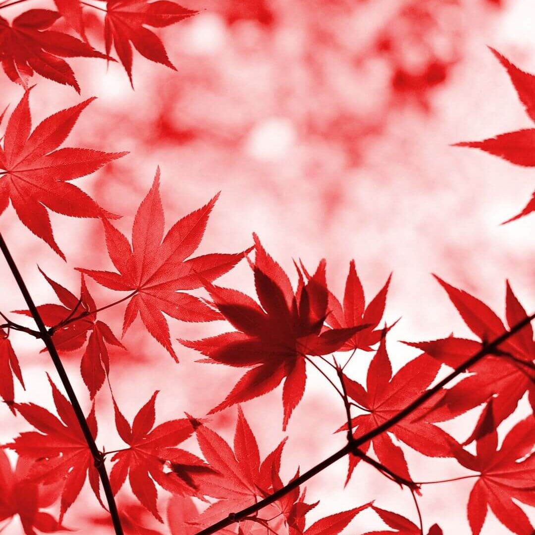 autumn iphone wallpapers maple leaves fall foliage